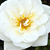 White - Ground cover rose - Kent Cover ®